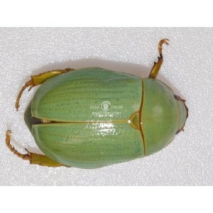 CHRYSINA MNISZECHI